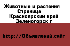  Животные и растения - Страница 35 . Красноярский край,Зеленогорск г.